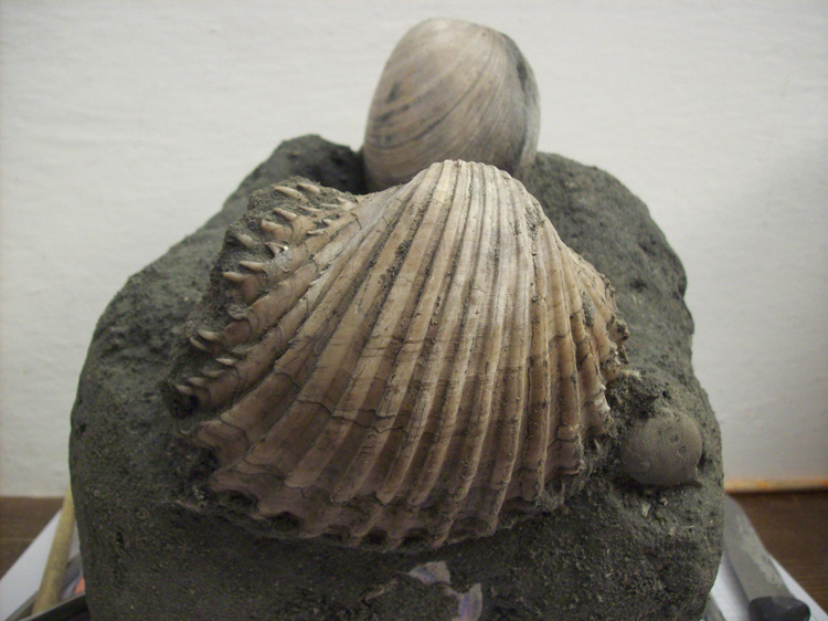 Cardium indicum (Lamarck, 1819) - Pliocene Toscana